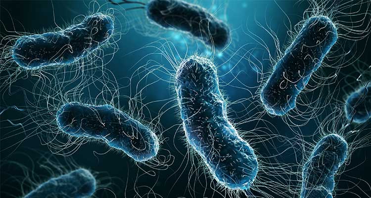 Infeção pela Helicobacter pylori