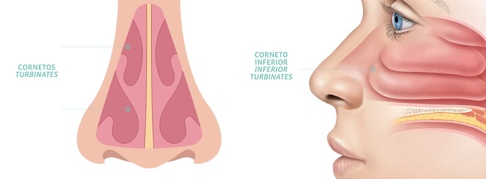 Anatomia e Função dos Cornetos Inferiores 